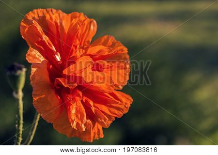 red summer poppy flower at garden sunset. Red poppies in soft light.