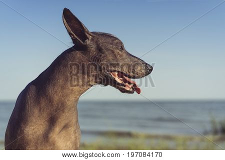 Close up portrait of a Mexican Hairless Dog (Xoloitzcuintle Xolo) on a sandy beach against the blue sky