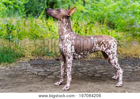 Close up portrait One Mexican hairless dog (xoloitzcuintle Xolo) in full growth on a background of green grass and trees in the park