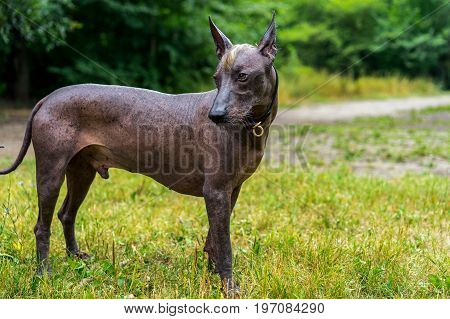 Close up portrait Mexican hairless dog (xoloitzcuintle Xolo) full length on a background of green grass and trees in the park