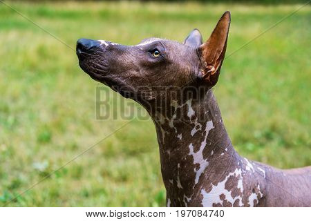 Close up portrait Mexican hairless dog (xoloitzcuintle Xolo) on a background of green grass and trees in the park