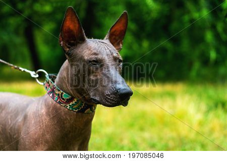 Close up portrait One Mexican hairless dog (xoloitzcuintle Xolo) in collar on a background of green grass and trees in the park