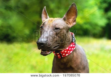 Close up portrait One Mexican hairless dog (xoloitzcuintle Xolo) in a red collar on a background of green grass and trees in the park