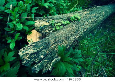 Tronco d'albero