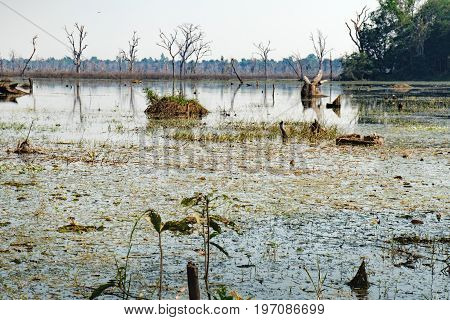 Beautiful artificial lake with with trees and other vegetation around the Neak Pean Temple in Angkor Complex, Siem Reap, Cambodia.
