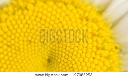 The center of a daisy flower is a matrix of yellow stamens. Macro photography as a distinct vegetative natural background on the theme of environmental protection. Center of the chamomile flower.