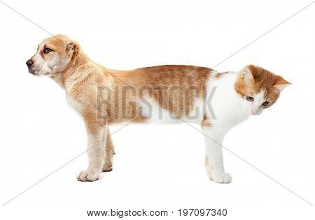 Cat conjoined with dog on white background