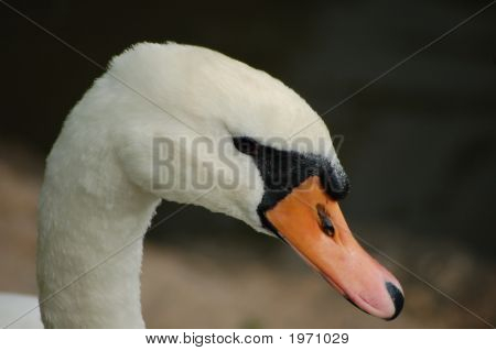 Kuğu