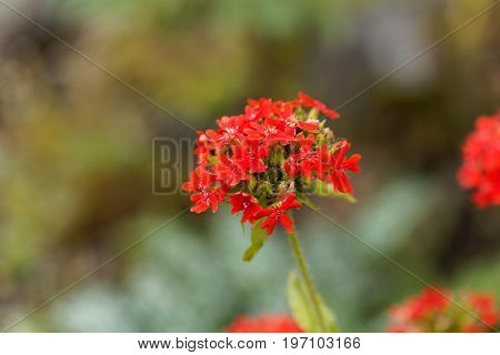 Macro photo of a burning love flower Lychnis chalcedonica.