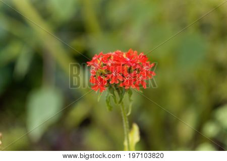 Macro photo of a burning love flower Lychnis chalcedonica.