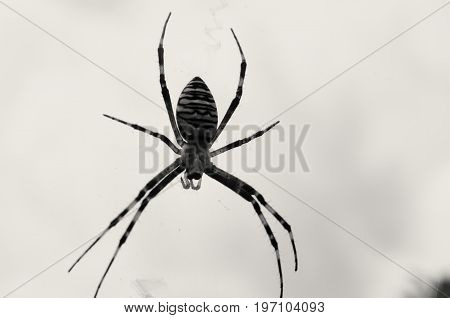Black and yellow striped spider on the web