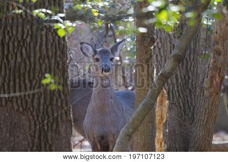 Young deer in woods curiously looks on while other deer are feeding nearby.