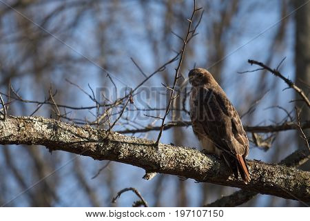 Red Tailed Hawk bird of prey also known as chickenhawk in the wild perched for hunting.