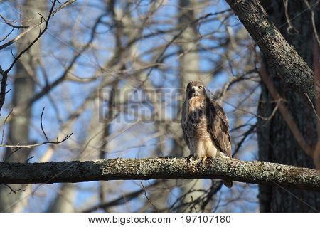 Red Tailed Hawk bird of prey also known as chickenhawk in the wild perched for hunting.