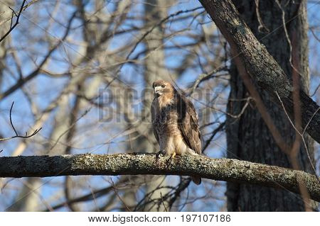 Red Tailed Hawk bird of prey also known as chickenhawk in the wild perched for hunting.