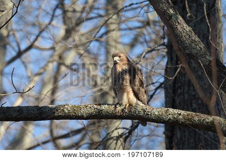 Red Tailed Hawk bird of prey also known as chickenhawk in the wild perched for hunting.