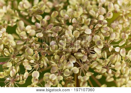 Seeds of a Masterwort Peucedanum ostruthium an alpine plant used for medicine and bitters.