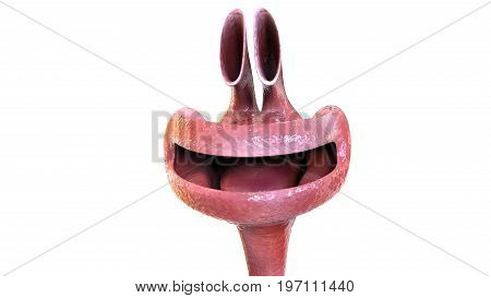 3D illustration human body digestive system.human body part.
