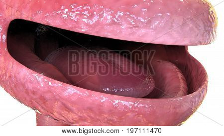 3D illustration human body digestive system.human body part.