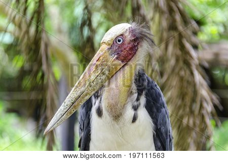 close up Lesser adjutant stork in Chai nat bird zoo, Thailand.
The lesser adjutant is a large wading bird in the stork family Ciconiidae. Like other members of its genus, it has a bare neck and head.