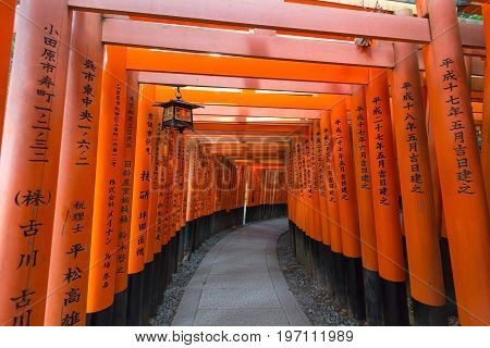 KYOTO JAPAN - AUGUST 4 2015 : Thousand of torii gates (Senbon Torii) at Fushimi Inari Taisha Shrine. A famous historic site and tourist destination in Kyoto Japan.