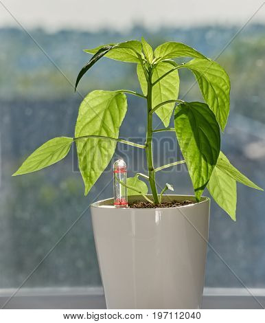 Close up of green seedlings growing in white pot on windowsill. Indoor pepper. new technologies. Bonsai