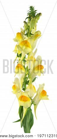 Yellow toadflax (Linaria vulgaris) flower isolated on white background