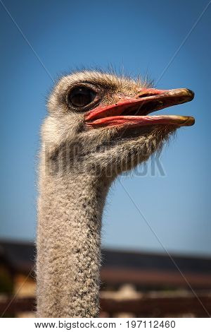 Portrait of an ostrich in sunny day