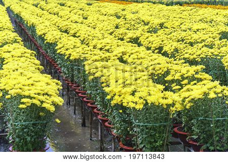 Dong Thap, Vietnam - January 18th, 2017: Farmer is caring for daisy flower garden by hydroponic method to prepare for harvest festival for Tet holiday in Dong Thap, Vietnam.