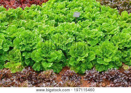Lots Of Fresh Green Buttavia Lettuce Vegetable