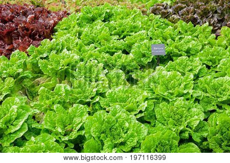 Lots Of Buttavia Lettuce Vegetable - Soft Focus