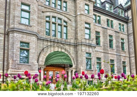Quebec City, Canada - May 29, 2017: Closeup Of Purple And Red Tulips In Old Town With Hotel De Ville