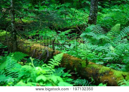 Road going through beautiful forest with mossy trunks and roots of giant spuces and pines and lush fern folliage in front