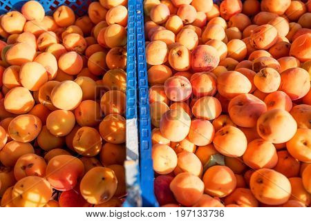 Fresh natural wild apricot in box on the agricultural food market