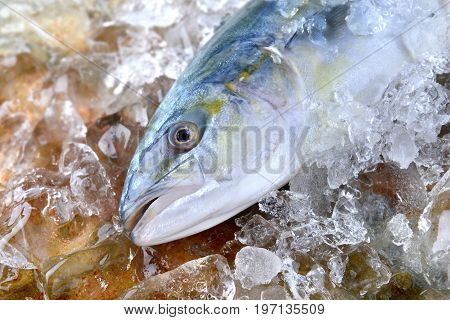 Young Amberjack Fish Or Buri Fish.