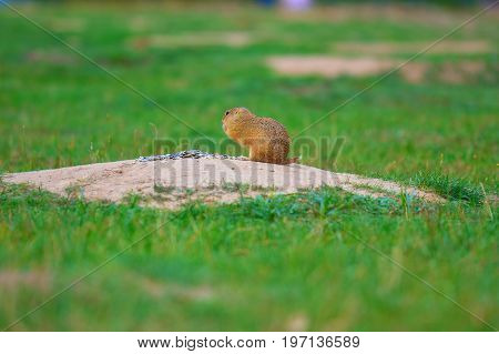 Cute European Ground Squirrel. Lovely Gnawer Feeding In Grass(spermophilus Citellus)
