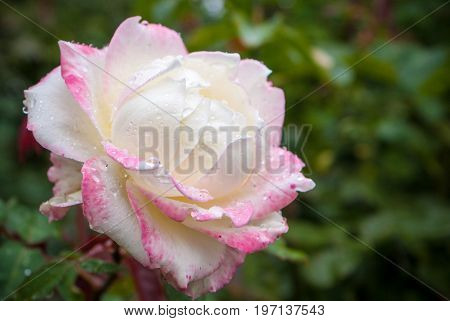 Close up of pink rose petails covered dew background