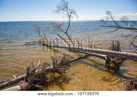 Europe Latvia cape Kolka Gulf of Riga. The trees which are tumbled down by a storm lie in water at the coast of the gulf.