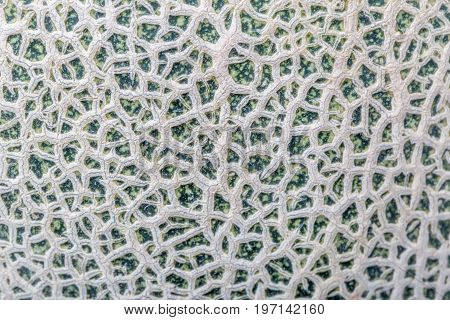 Detail texture of Hamigua melon skin (sweet cantaloupe melon) isolated on white background.