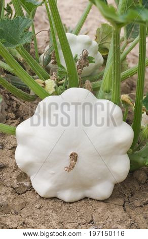Patty pan White Squash in the Garden