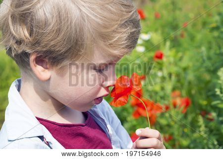 Cute little boy smells a red poppy in field