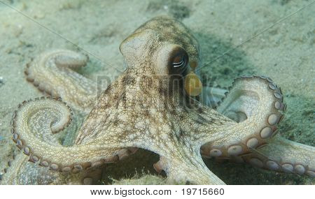 Pulpo común