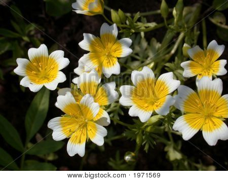 Gule blomster