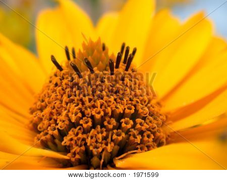 Flor amarilla