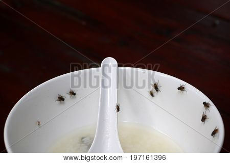 Fly on a plate of food on the table.