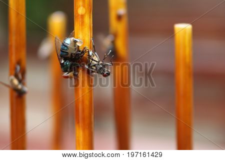Fly stuck on glue traps on the dining table.
