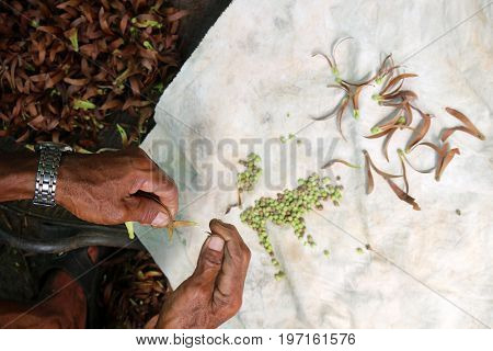 Local people collecting seeds for planting in the garden.