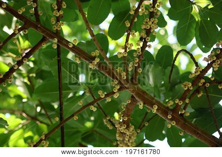 Yellow fruit on the branches in the garden.
