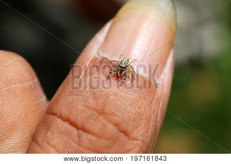 The little colorful spiders collection in the garden.