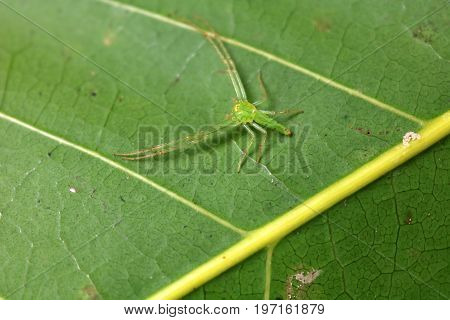 The little colorful spiders collection in the garden.